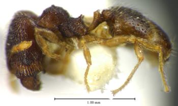 Media type: image;   Entomology 34354 Aspect: habitus lateral view
